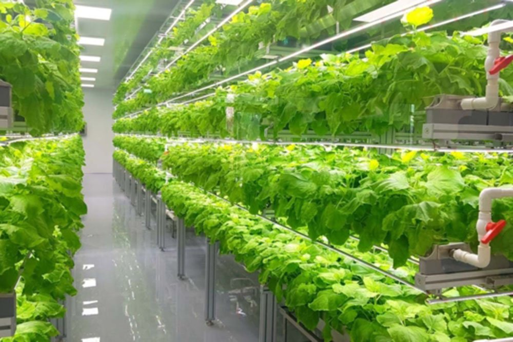 Insights-Content-Vertical-Farming